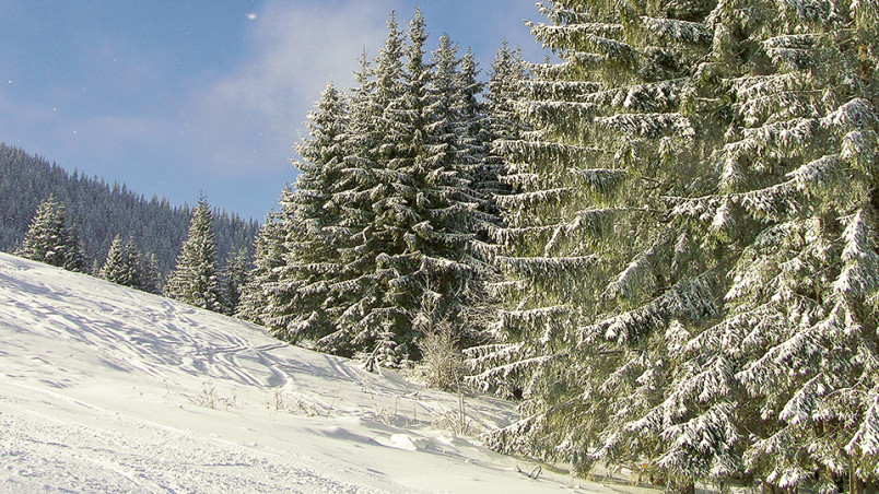 Fairy-tale winter in Carpathian mountains